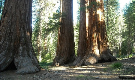 Parco Nazionale delle Sequoie