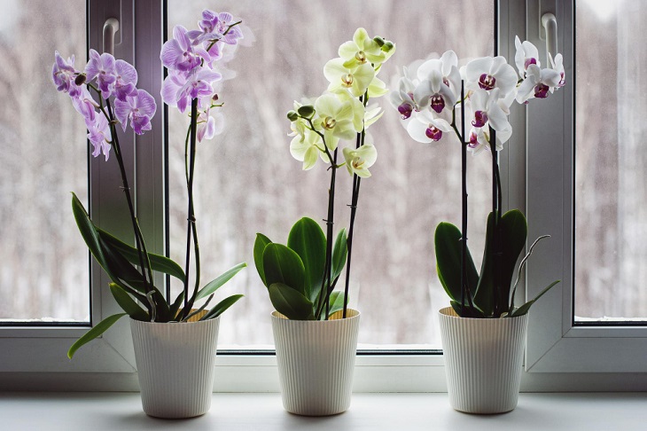 Come annaffiare le orchidee